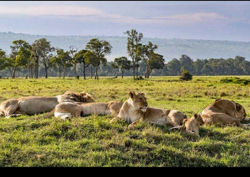 5 Surprising Thing i Learned About Kenya That Most Travel Guides Don't Tell You